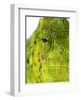 Eyes of a Meller's Chameleon-Martin Harvey-Framed Photographic Print