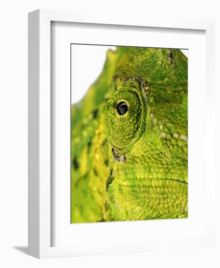 Eyes of a Meller's Chameleon-Martin Harvey-Framed Photographic Print