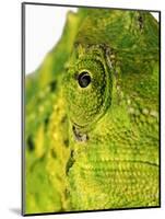 Eyes of a Meller's Chameleon-Martin Harvey-Mounted Photographic Print