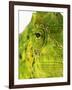 Eyes of a Meller's Chameleon-Martin Harvey-Framed Photographic Print