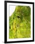 Eyes of a Meller's Chameleon-Martin Harvey-Framed Photographic Print