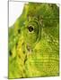 Eyes of a Meller's Chameleon-Martin Harvey-Mounted Photographic Print