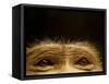 Eyes of Chacma Baboon-Henry Horenstein-Framed Stretched Canvas