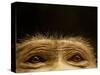 Eyes of Chacma Baboon-Henry Horenstein-Stretched Canvas