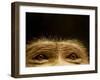 Eyes of Chacma Baboon-Henry Horenstein-Framed Premium Photographic Print