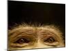 Eyes of Chacma Baboon-Henry Horenstein-Mounted Premium Photographic Print