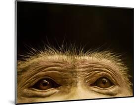 Eyes of Chacma Baboon-Henry Horenstein-Mounted Photographic Print