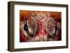 Eyes of Red Irish lord in Browning Pass, Canada-Shane Gross-Framed Photographic Print