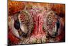 Eyes of Red Irish lord in Browning Pass, Canada-Shane Gross-Mounted Photographic Print