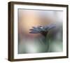 Eyes Of The Light-Juliana Nan-Framed Giclee Print