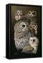 Eyes of the Night - Owls-Wilhelm Goebel-Framed Stretched Canvas