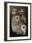 Eyes of the Night - Owls-Wilhelm Goebel-Framed Giclee Print