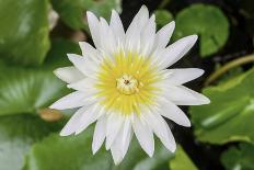 White Lotus or Water Lily in the Pond-eyes wide-Photographic Print