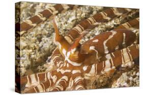 Eyestalks of Wunderpus Octopus-Hal Beral-Stretched Canvas