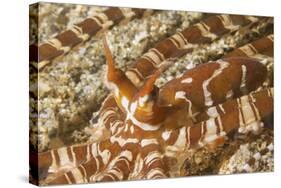 Eyestalks of Wunderpus Octopus-Hal Beral-Stretched Canvas