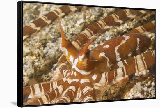Eyestalks of Wunderpus Octopus-Hal Beral-Framed Stretched Canvas