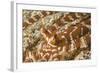 Eyestalks of Wunderpus Octopus-Hal Beral-Framed Photographic Print