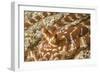 Eyestalks of Wunderpus Octopus-Hal Beral-Framed Photographic Print