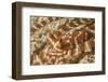 Eyestalks of Wunderpus Octopus-Hal Beral-Framed Photographic Print