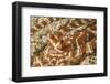 Eyestalks of Wunderpus Octopus-Hal Beral-Framed Photographic Print