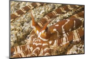 Eyestalks of Wunderpus Octopus-Hal Beral-Mounted Photographic Print