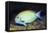 Eyestripe Surgeonfish-Hal Beral-Framed Stretched Canvas