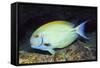 Eyestripe Surgeonfish-Hal Beral-Framed Stretched Canvas