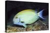 Eyestripe Surgeonfish-Hal Beral-Stretched Canvas