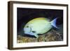 Eyestripe Surgeonfish-Hal Beral-Framed Premium Photographic Print