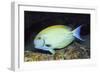 Eyestripe Surgeonfish-Hal Beral-Framed Premium Photographic Print