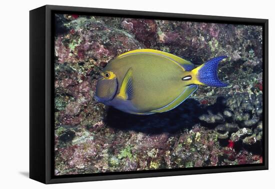 Eyestripe Surgeonfish-Hal Beral-Framed Stretched Canvas