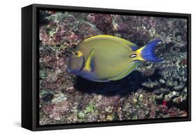 Eyestripe Surgeonfish-Hal Beral-Framed Stretched Canvas