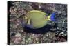 Eyestripe Surgeonfish-Hal Beral-Stretched Canvas