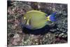 Eyestripe Surgeonfish-Hal Beral-Stretched Canvas