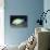 Eyestripe Surgeonfish-Hal Beral-Photographic Print displayed on a wall