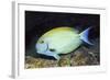 Eyestripe Surgeonfish-Hal Beral-Framed Photographic Print