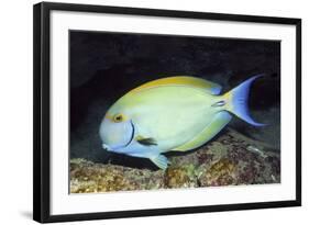 Eyestripe Surgeonfish-Hal Beral-Framed Photographic Print