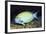 Eyestripe Surgeonfish-Hal Beral-Framed Photographic Print