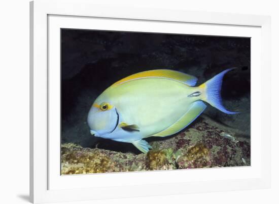 Eyestripe Surgeonfish-Hal Beral-Framed Photographic Print