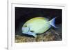 Eyestripe Surgeonfish-Hal Beral-Framed Photographic Print