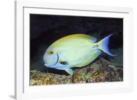 Eyestripe Surgeonfish-Hal Beral-Framed Photographic Print