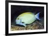 Eyestripe Surgeonfish-Hal Beral-Framed Photographic Print