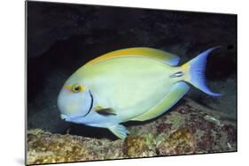 Eyestripe Surgeonfish-Hal Beral-Mounted Photographic Print