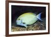 Eyestripe Surgeonfish-Hal Beral-Framed Photographic Print