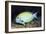 Eyestripe Surgeonfish-Hal Beral-Framed Photographic Print