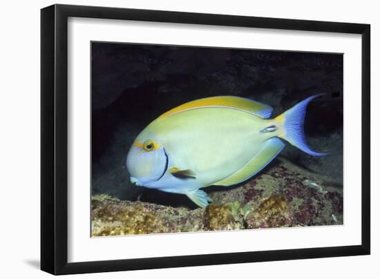 Eyestripe Surgeonfish-Hal Beral-Framed Photographic Print