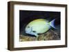 Eyestripe Surgeonfish-Hal Beral-Framed Photographic Print