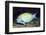 Eyestripe Surgeonfish-Hal Beral-Framed Photographic Print