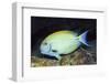 Eyestripe Surgeonfish-Hal Beral-Framed Photographic Print