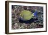 Eyestripe Surgeonfish-Hal Beral-Framed Photographic Print